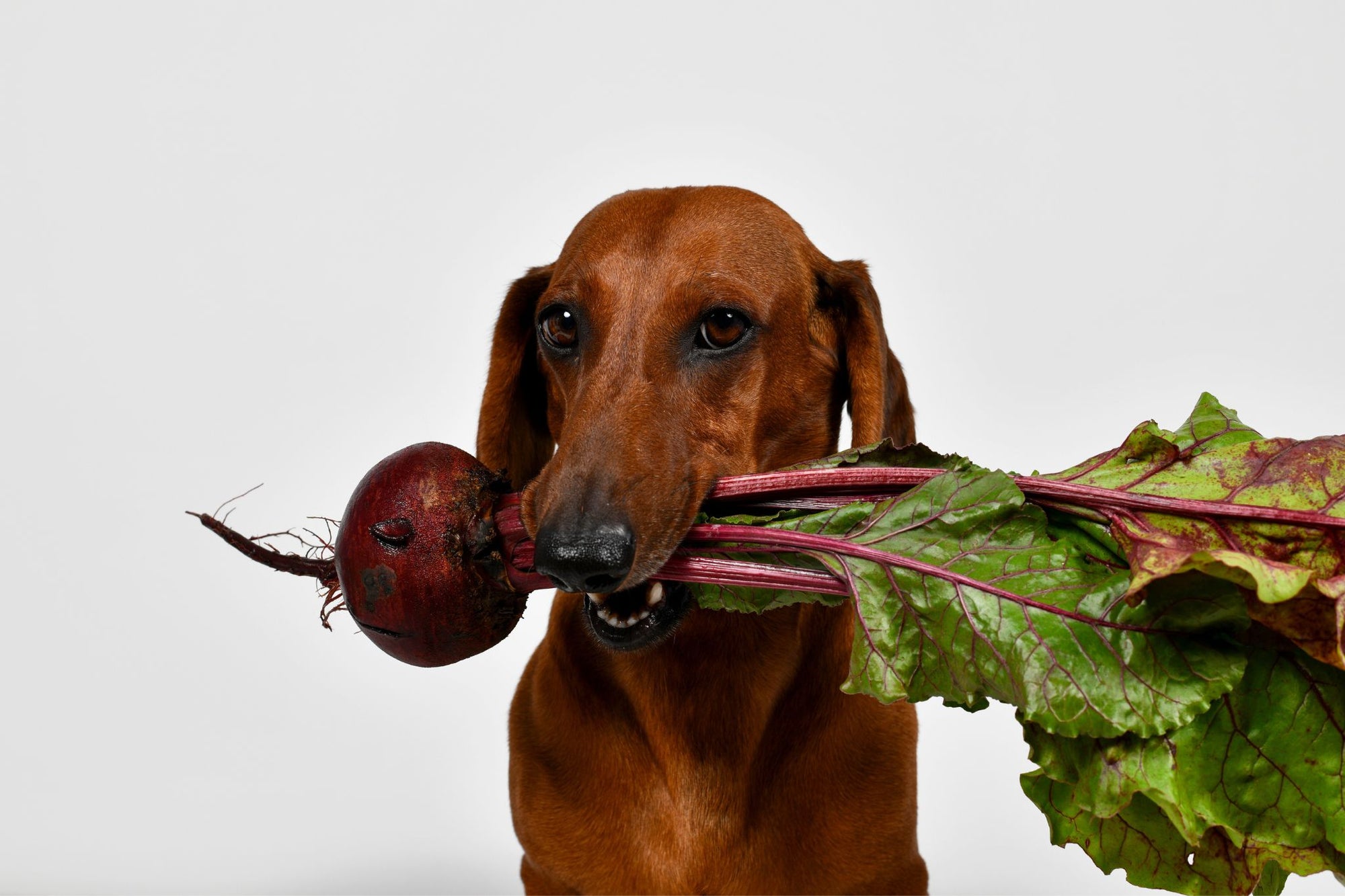 De 6 voordelen van Vegan Hondenvoer