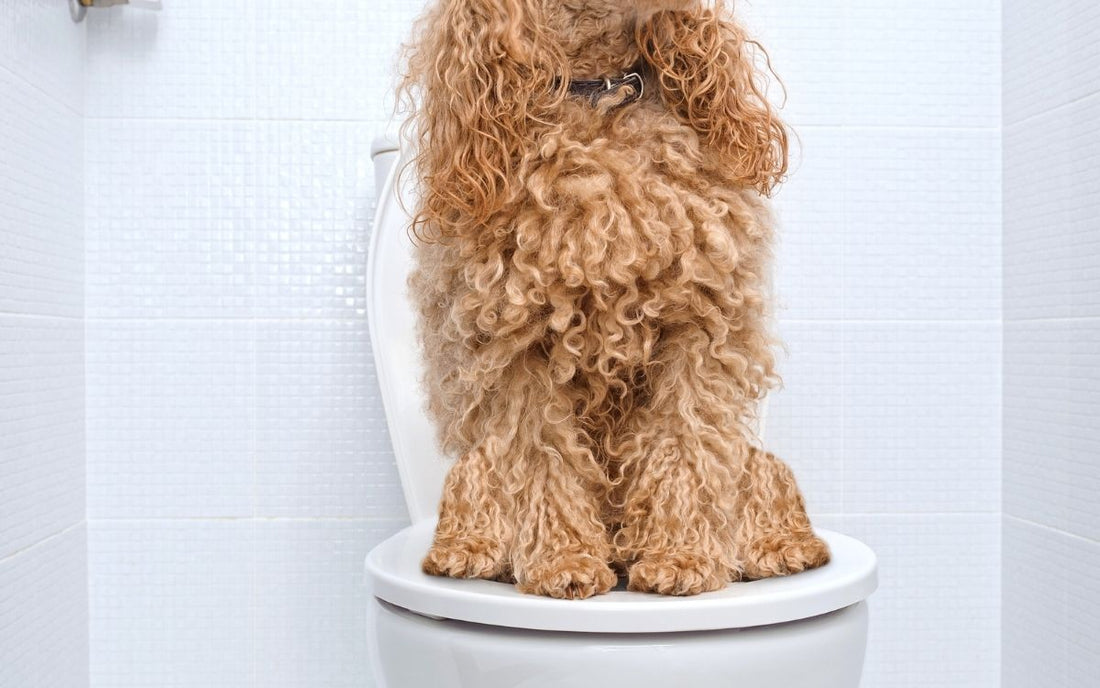 Hondenvoeding voor honden met gevoelige darmen en maag | PAWR