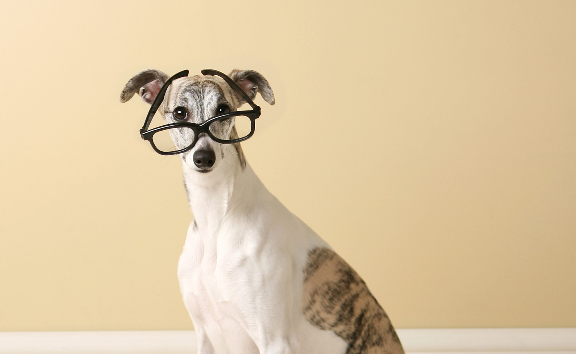 De wetenschap achter plantaardige voeding voor honden