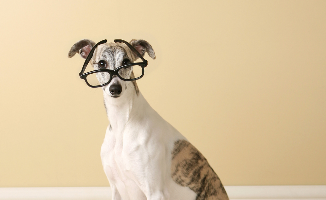 De wetenschap achter plantaardige voeding voor honden