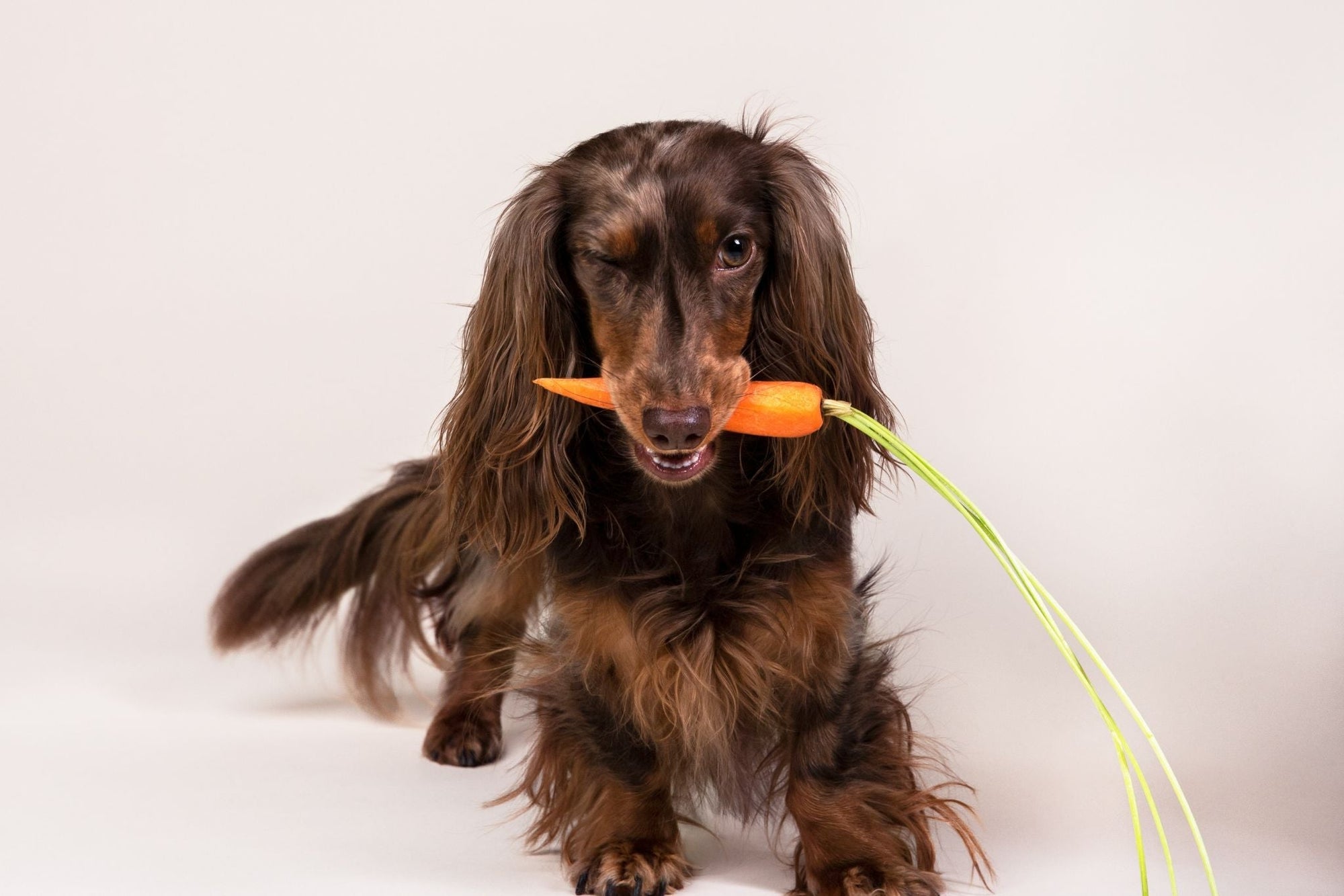 Overstappen naar vegetarisch hondenvoer: hoe doe je dit?