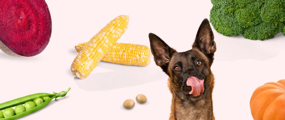Complete Plantaardige Hondenvoeding voor een Gezond Dieet