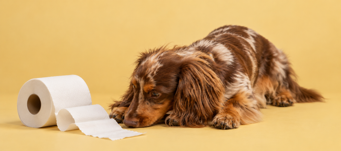 hond gevoelige darmen