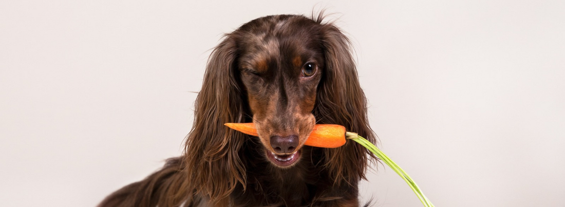 Vegan hondenvoer: gezond en verassend lekker!