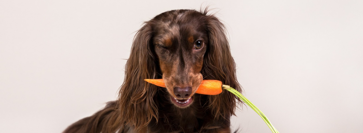 Vegan hondenvoer: gezond en verassend lekker!